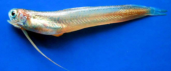 Bregmaceros atlanticus_002.jpg